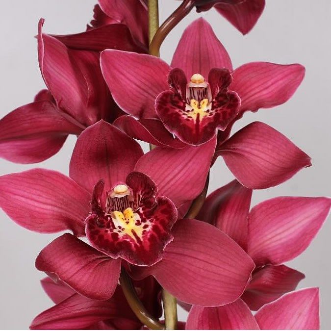 Orchids